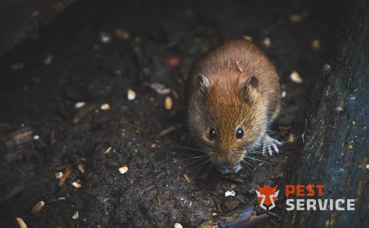 Дератизация в Всеволжске